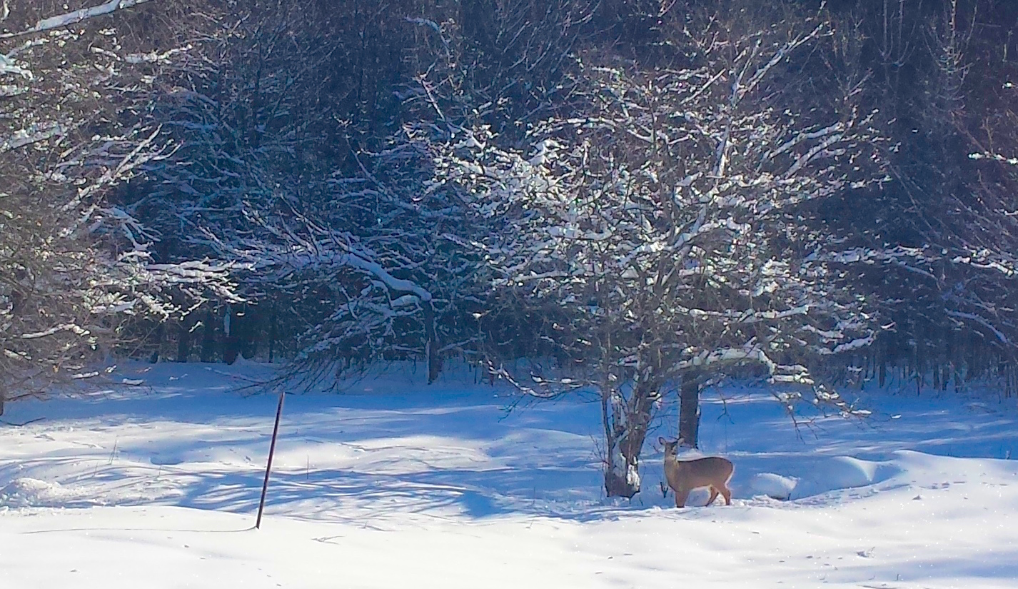 snow_deer.jpg
